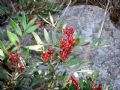 Pistacia lentiscus